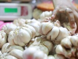 Hasil Studi, Ini Jenis & Dosis Bawang Putih Untuk Turunkan Kolesterol